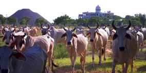Gosala