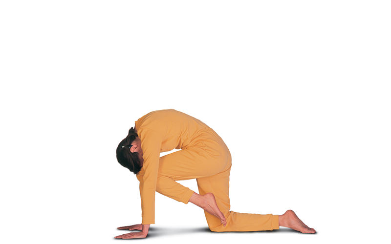Vyaghrasana- The tiger posture | Prana Yoga
